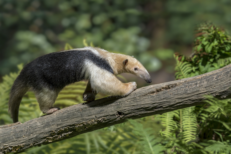 Collared Anteater