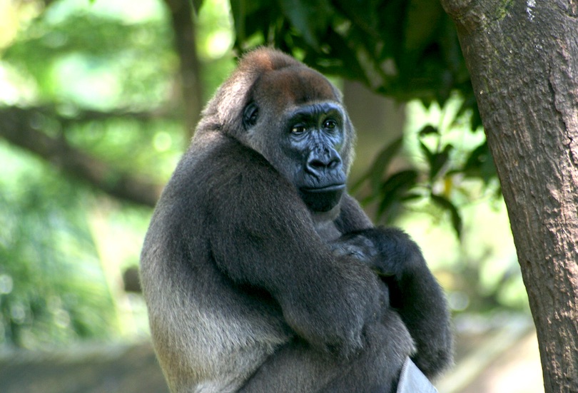 Cross River gorilla