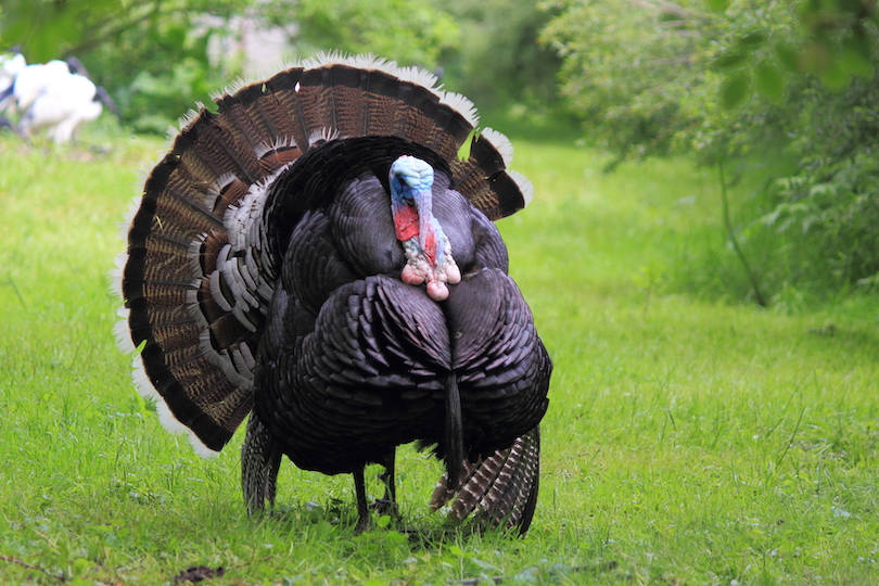 Domestic Turkey