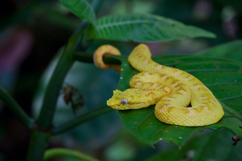 Eyelash Viper