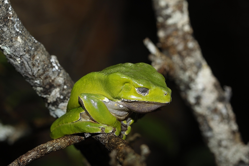 Giant Monkey Frog