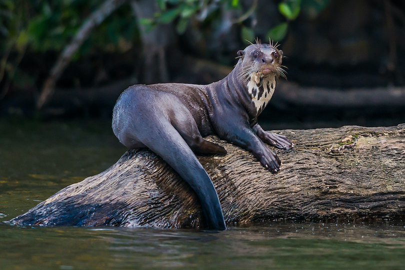 Giant River Otter