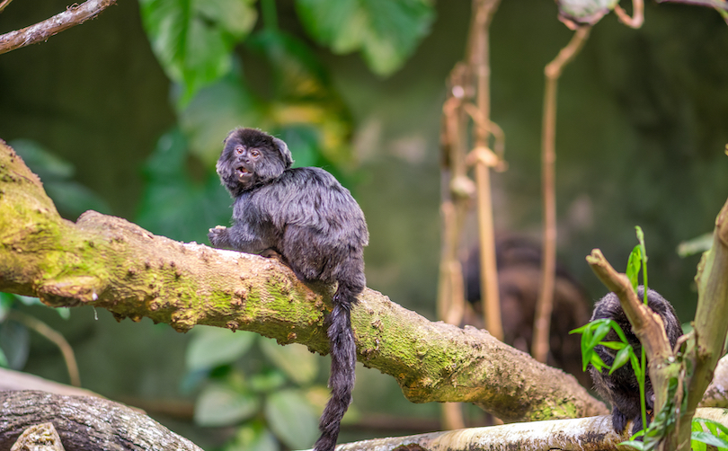 Goeldi's marmoset