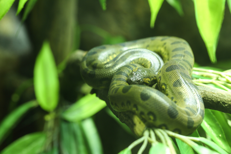 Green Anaconda