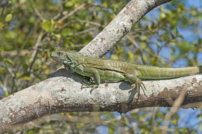 Green Iguana