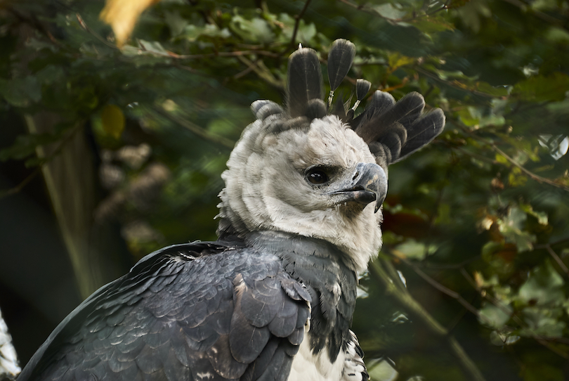 Harpy Eagle