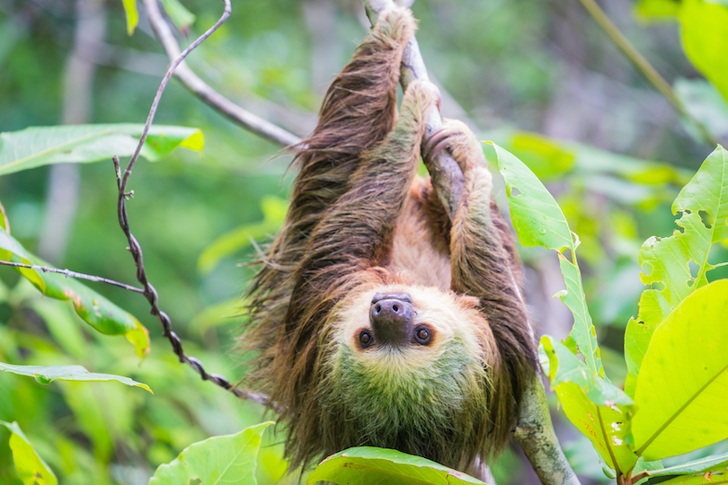 Hoffmann's two-toed sloth