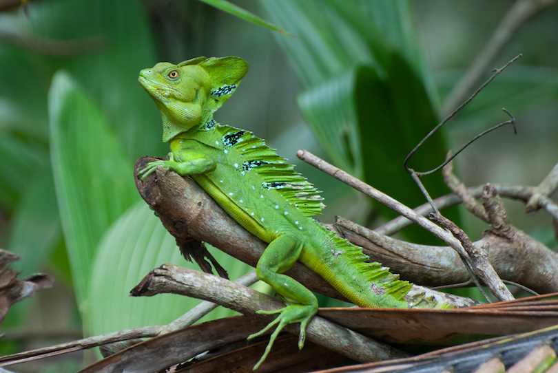 Jesus Lizard