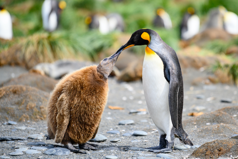 King penguin