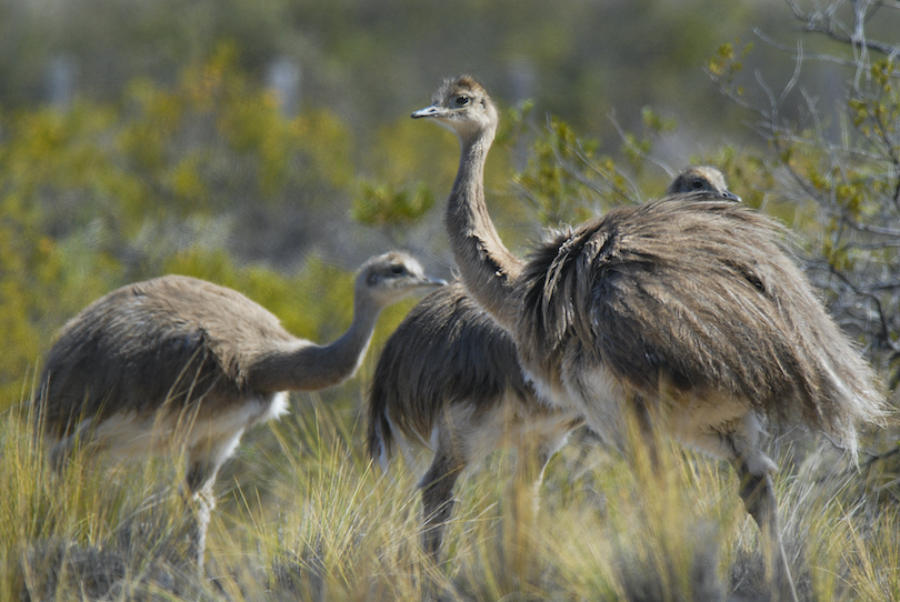 Lesser rhea