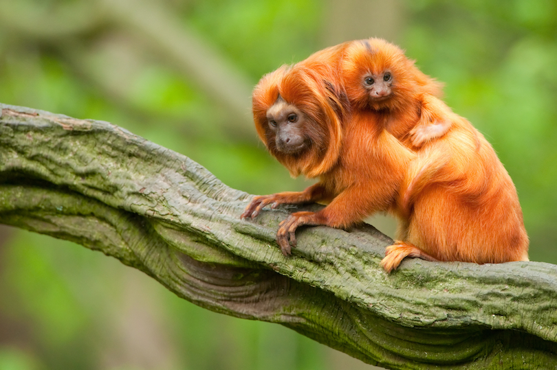 Lion tamarin