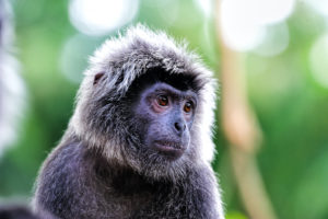 Old World Monkeys