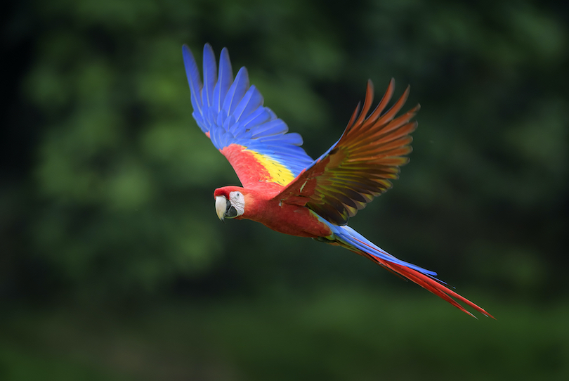 Macaw