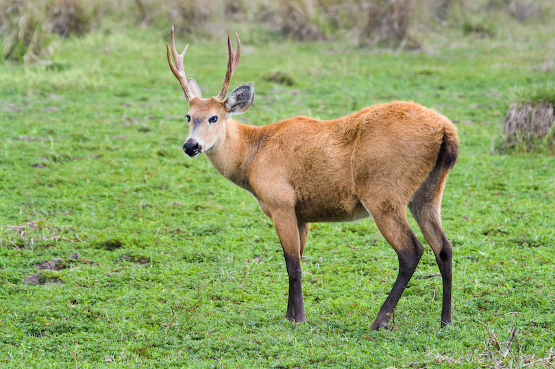 Marsh deer