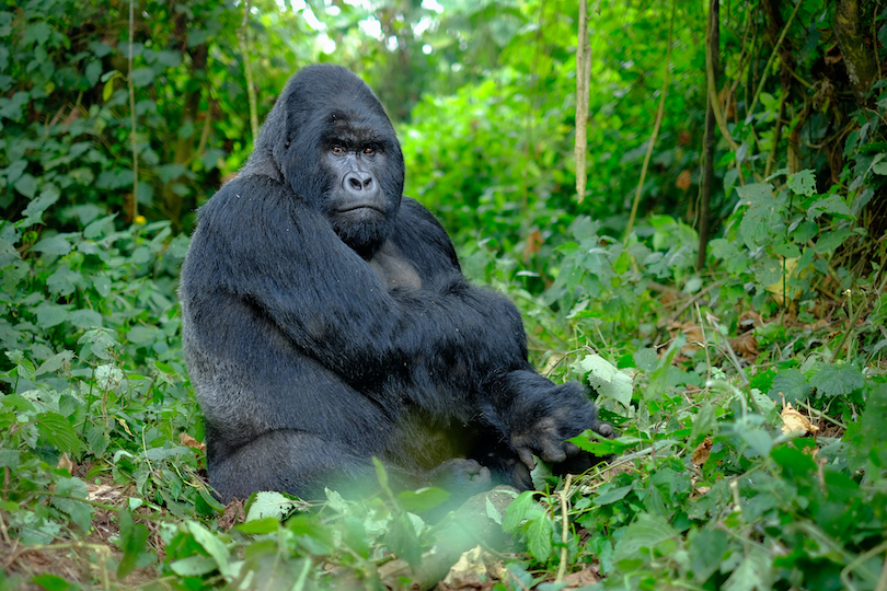 Mountain gorilla