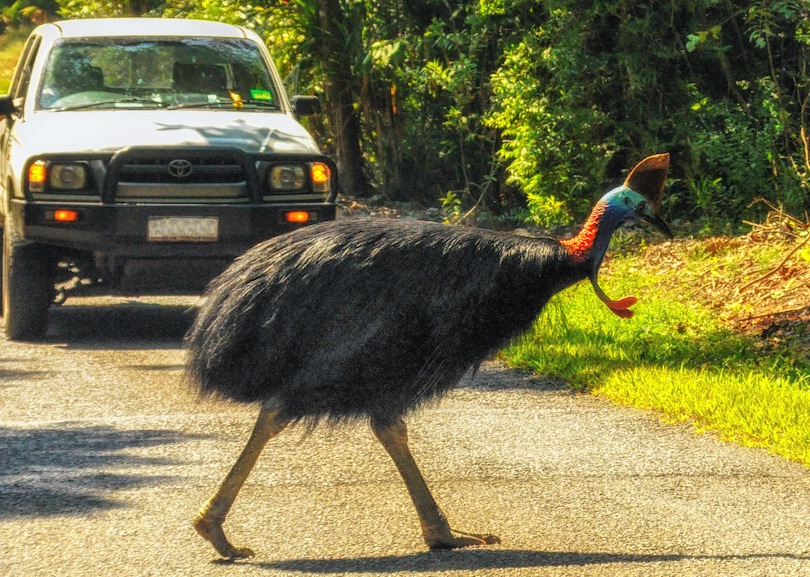 Northern cassowary