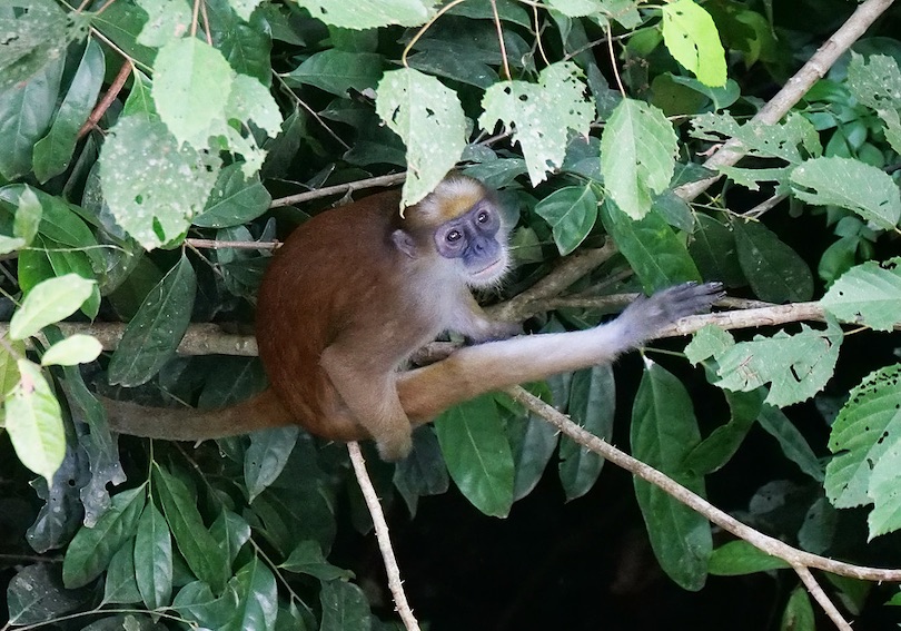 Olive colobus