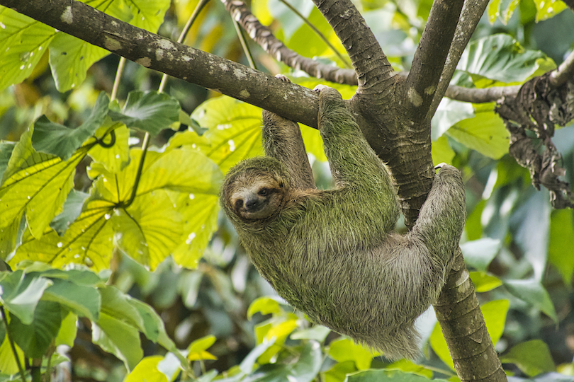 Pale-throated three-toed sloth