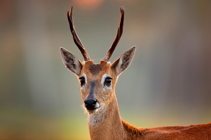 Pampas deer