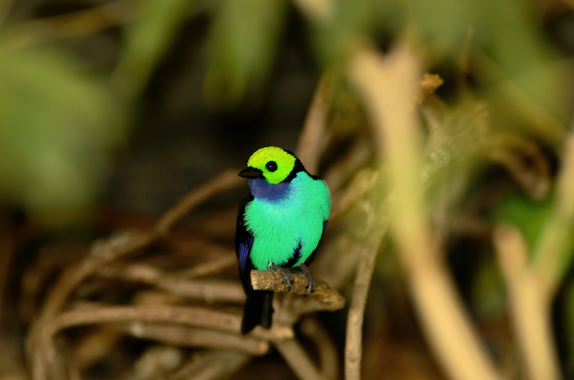 Paradise Tanager