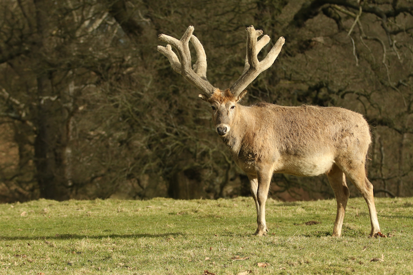 Père David's deer