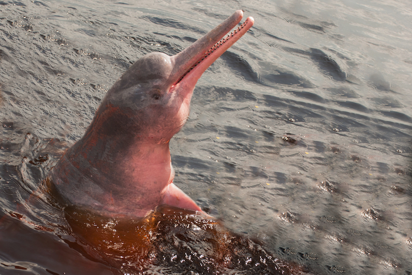 Pink River Dolphin