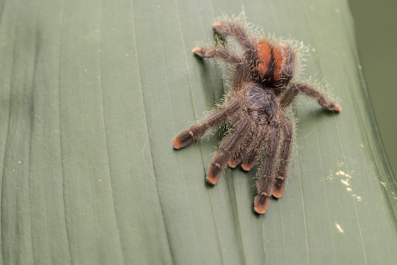 Pink-toed Tarantulas