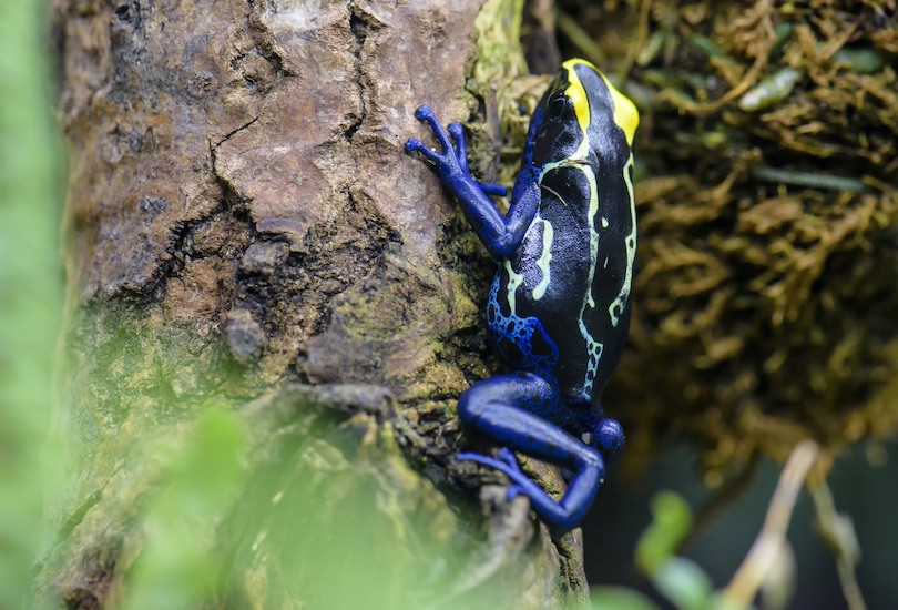 35 Animals that Live in the Amazon Rainforest