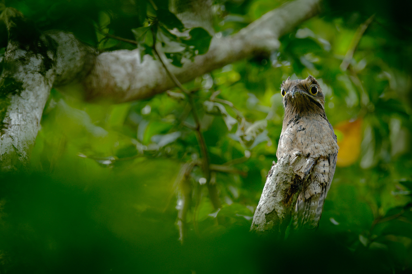 Potoo Bird