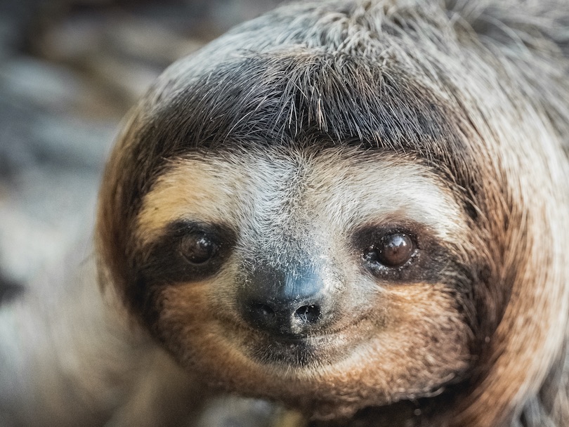 Pygmy three-toed sloth