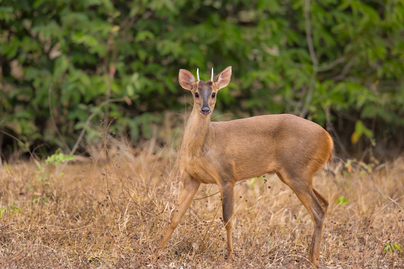 Red brocket