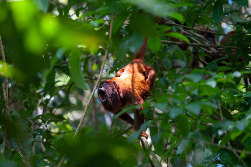 Red Howler Monkey