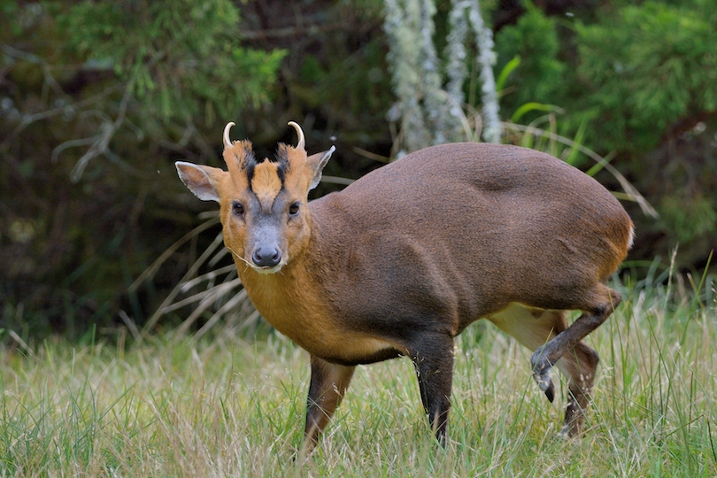 Reeves's muntjac