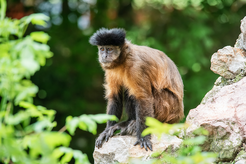 Robust capuchin monkey