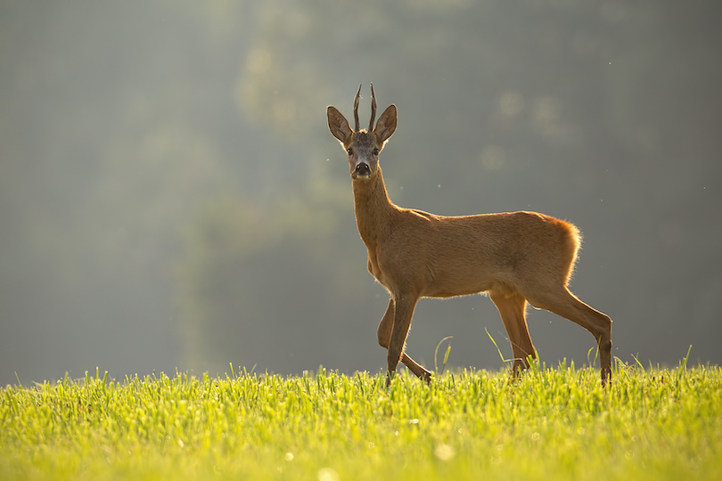 Roe deer