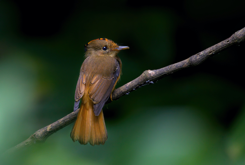 Royal Flycatcher