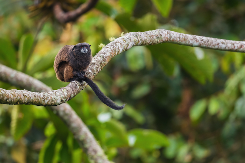 Saddle-back tamarin