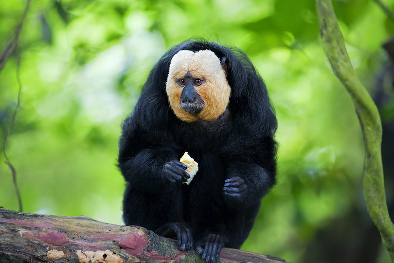 Saki monkey