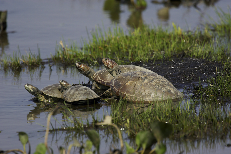 Side-Necked Turtle