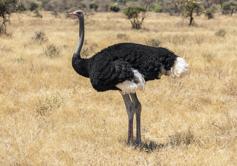 Somali ostrich