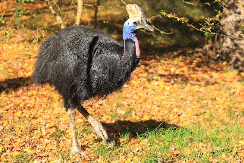 Southern cassowary