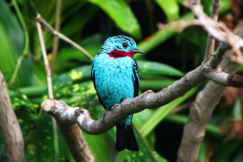 Spangled Cotinga