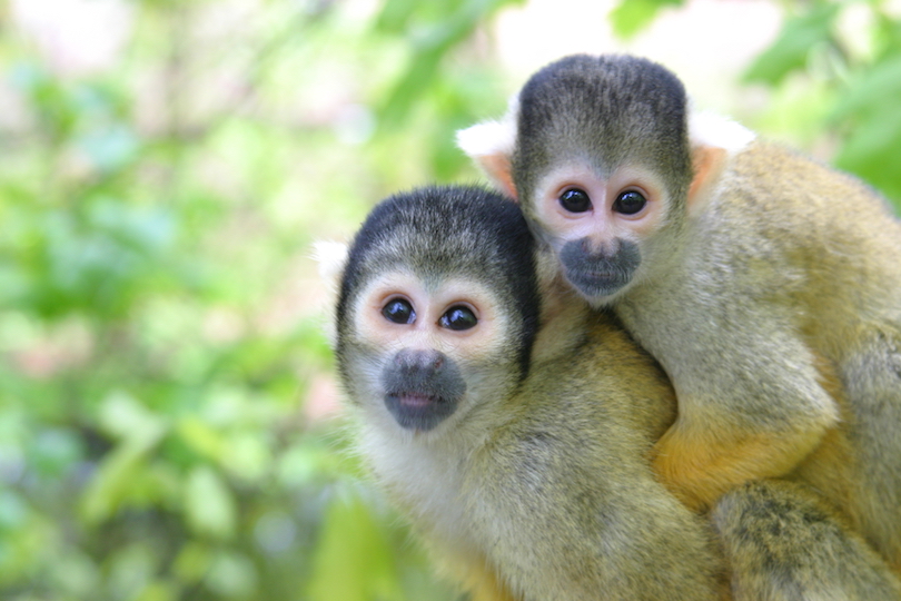 Squirrel monkey