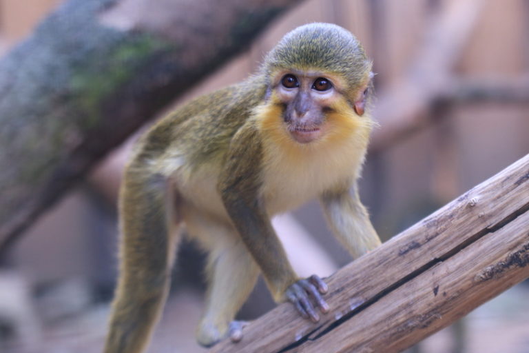 All 23 Different Types of Old World Monkeys (with Photos) - WildlifeTrip