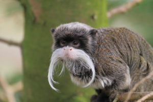 Types of New World Monkeys