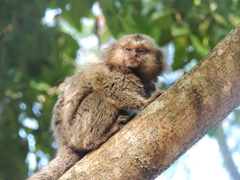 Titi monkey