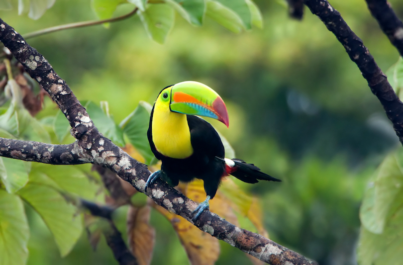 Toucan