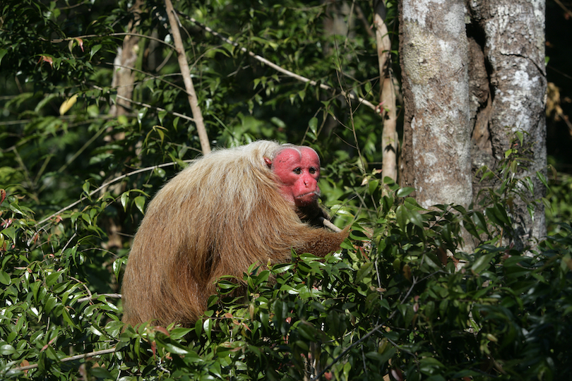 Uakari