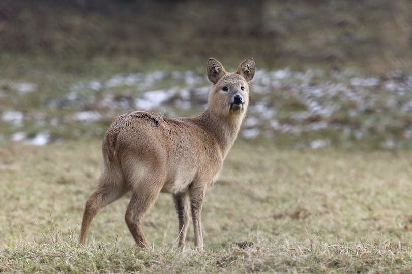 Water deer