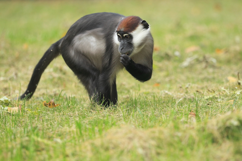 White-eyelid mangabey